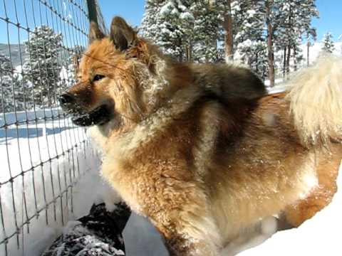 Marcus the Eurasier Dog | Doovi Marcus the Eurasier Dog | Doovi