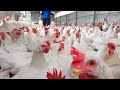 Clean nesting boxes, Daily work in Poultry Farm