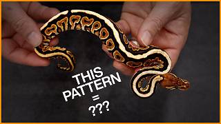 Famous Can you guess this Ball Python combo?! | Guess the Morph! Wealth