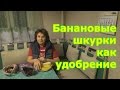 Банановые шкурки как удобрение и средство от вредителей