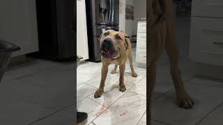 Pork bowl for the dog