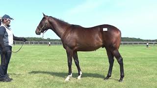 サイン入りゼッケン　競馬　ピクシーナイト母ピクシーホロウ　超レア mqdefault.jpg