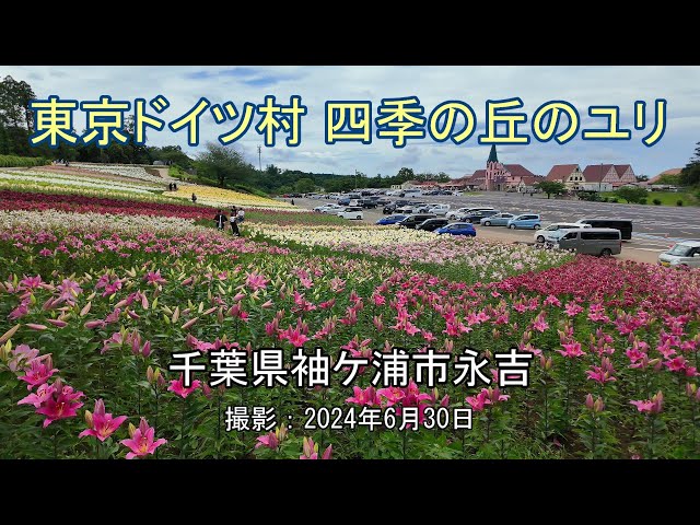 東京ドイツ村 四季の丘のユリ [4K] Tokyo German Village, Lilies on