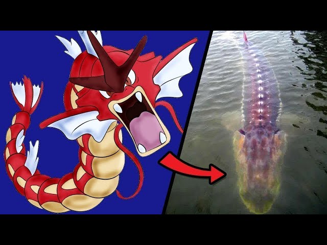 10 Pokémon que lembram animais bizarros da vida real - Canaltech