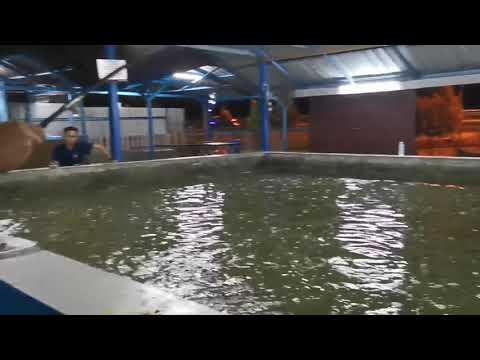 Memancing Udang Kolam Putrajaya Hasil 1kg Sejam hqdefault