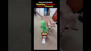 SILLY CAT | RANKING MOMENTS #shorts #ranking