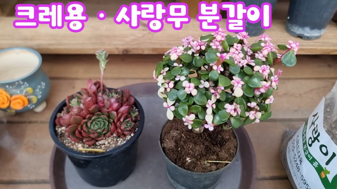 26.2.25 🌹크레용군생과 사랑무 분갈이해요🌹 #스피드다육 010-5248-5955 