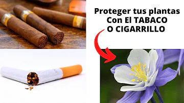 ¿Pueden las plantas absorber el humo del tabaco?