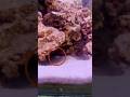 Cichlid Fish Breeding Results #telugu #trending #pets #aquarium #viral #telugushorts