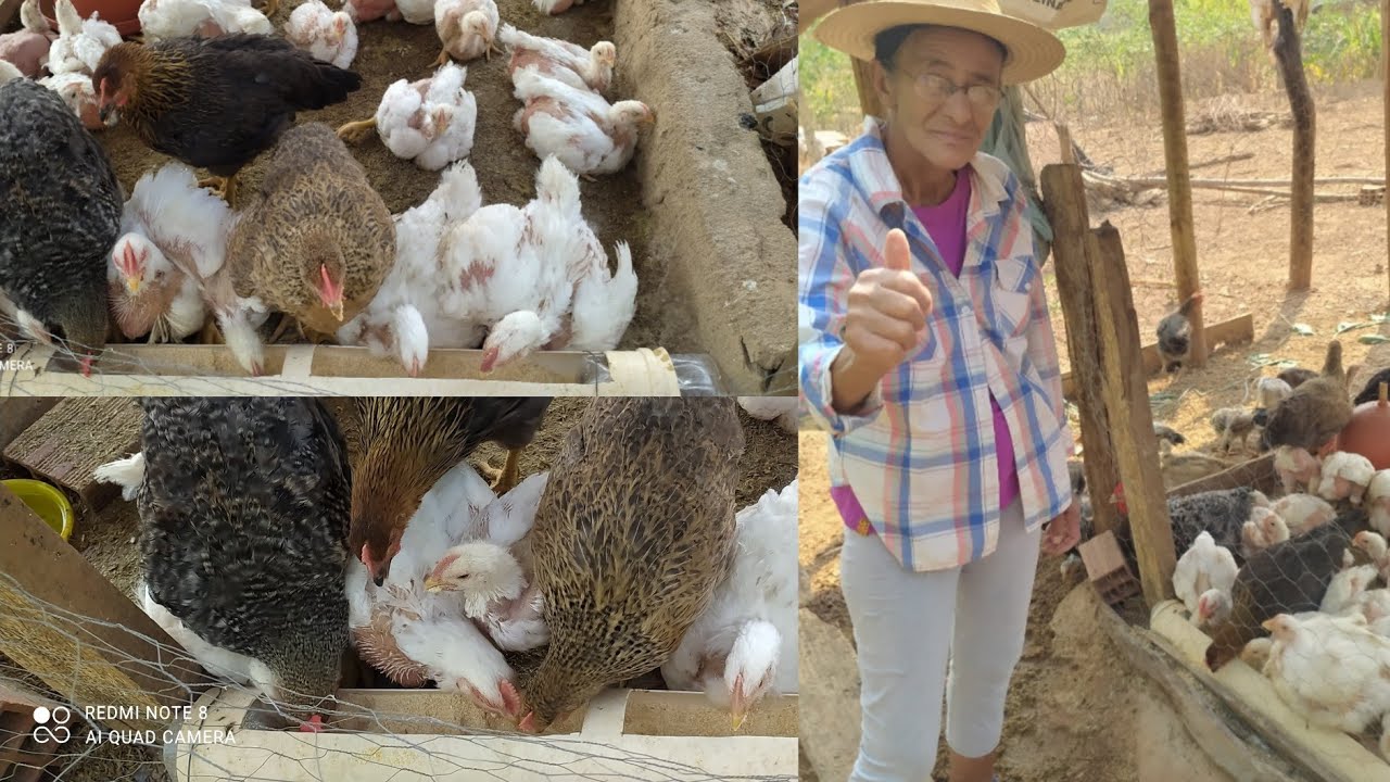 JA TEM FRANGO DE GRANJA PRONTO PRA VENDAS E OUTROS ESTÃO EM CRESCIMENTO RÁPIDO
