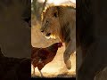 Fight between hen and lion. #lion #animals #veo3 #ai