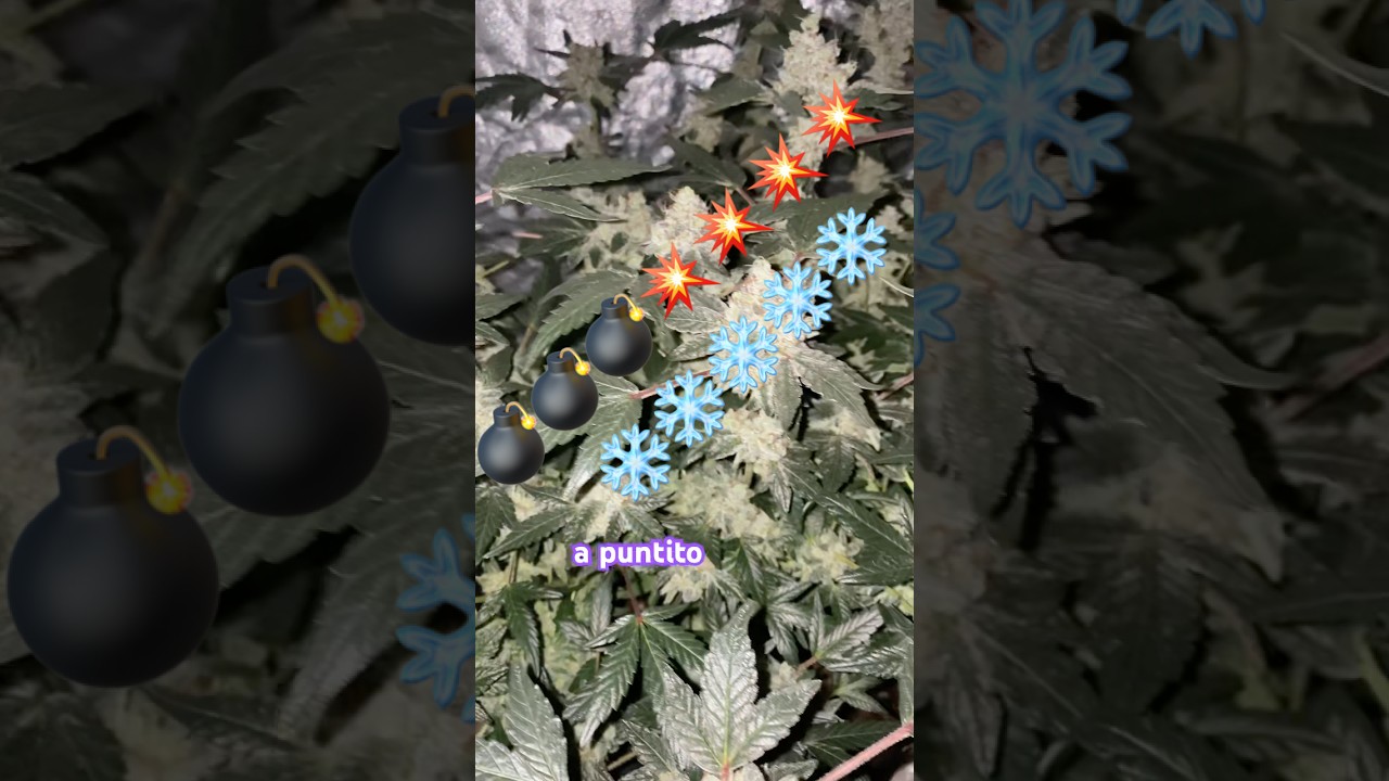 Zkiem - Último día de la semana 7 . 