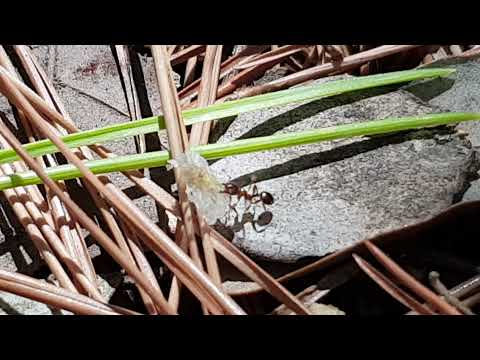 Video: Što jedu mravi u prirodi?