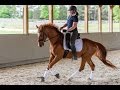 Correct Arm and Hand Riding Position // Horse Training Tips with Deanna Corby Dressage