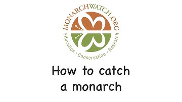 How to catch a monarch