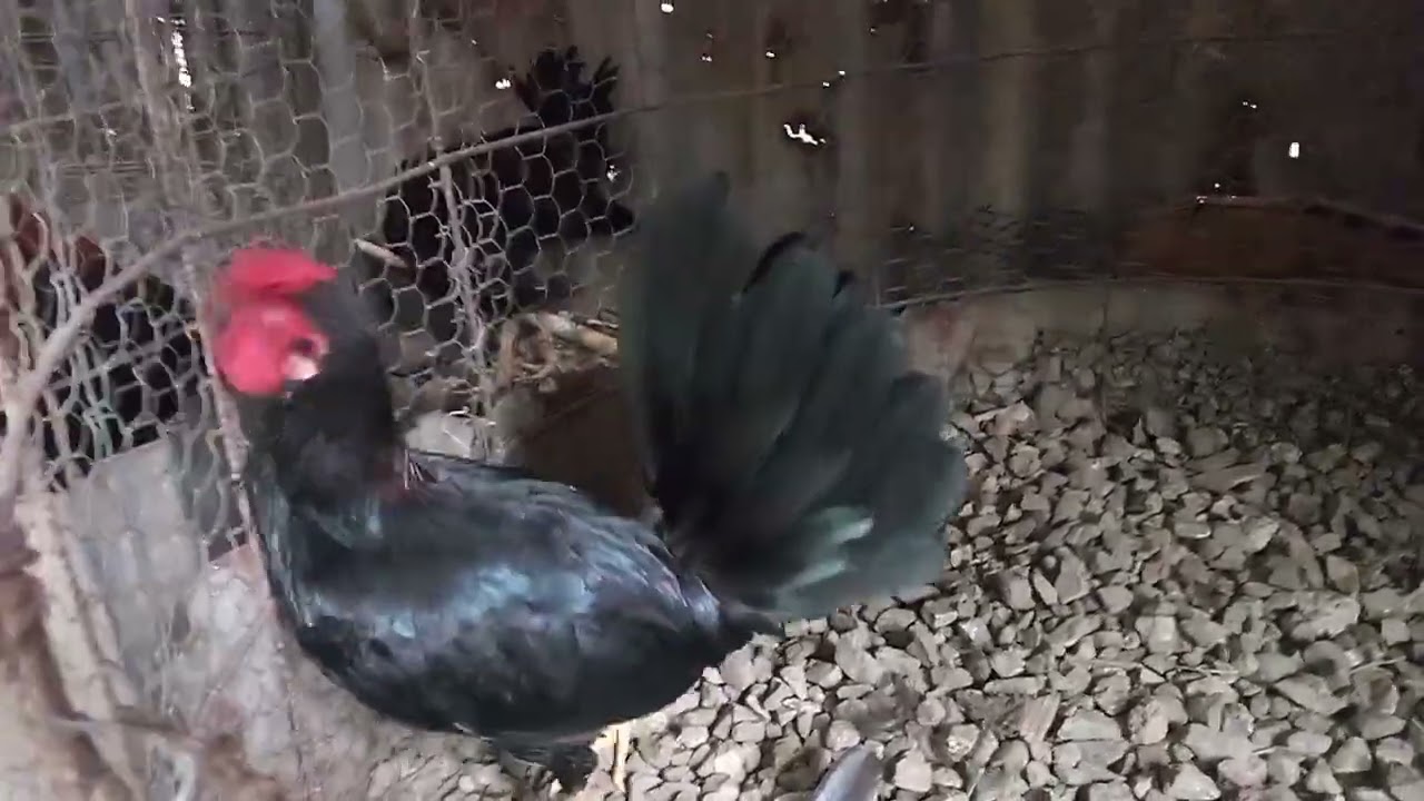 Mostrando Los Padrotes Y Los Marcado 4 Y 5 Estámos Iniciando Con Los Ejemplares Así Qué Suscríbete