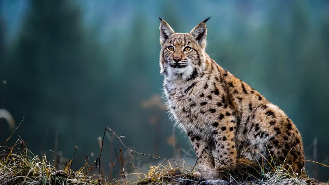 Lynx: The Silent Hunter