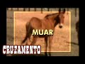 Como funciona o cruzamento do Muar - Parte 1