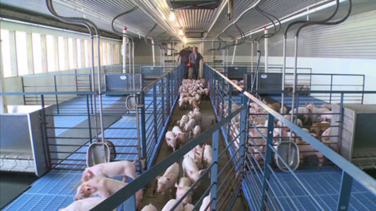 Farm Manager, Leticia Barber talks about hog trials 