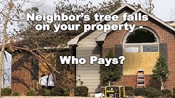 Your neighbor's tree falls on your house - who pays? 