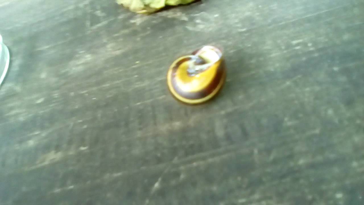 Wie Schnell Ist Die Schnellste Schnecke Der Welt Schnellste Schnecke der Welt 83 Tag 59 - YouTube