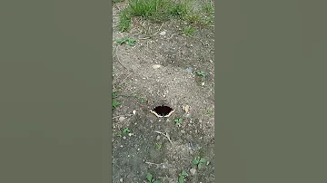 чудесная бабочка красавица видео 2-е. Тра́урница (лат. Nymphalis antiopa)