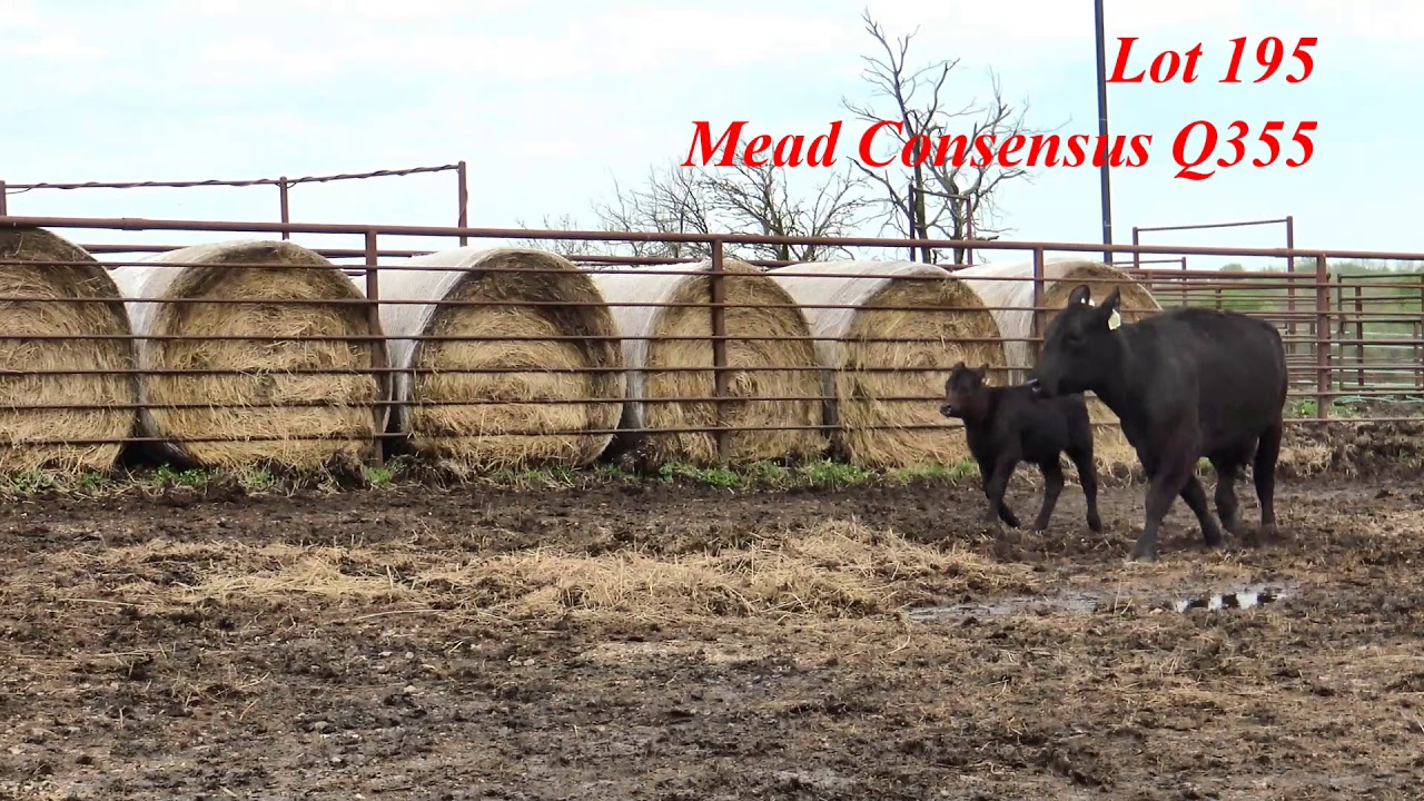 Mead Farms Lot 195 YouTube