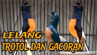 3 TROTOL REKOMENDASI DAN GACORAN SIAP GANTANG‼️