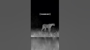 Thumbnail of Bizarre sounds of a Wild Puma cat calling #shorts