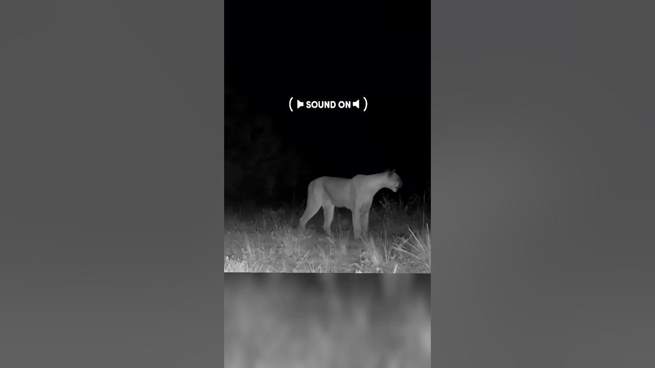Bizarre sounds of a Wild Puma cat calling #shorts