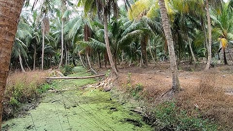 Lure cá lóc ở điểm câu thiên nhiên quá êm