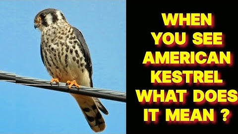 WHEN YOU SEE AN AMERICAN KESTREL BIRD WHAT DOES IT MEAN ?