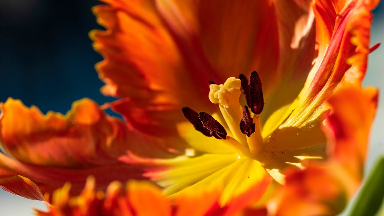 Spring Equinox Ceremonial Film 2021