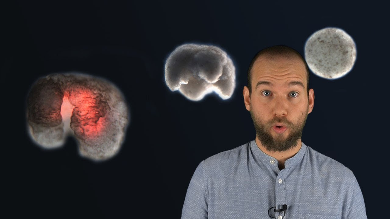 XENOBOT. Si sta Esagerando?