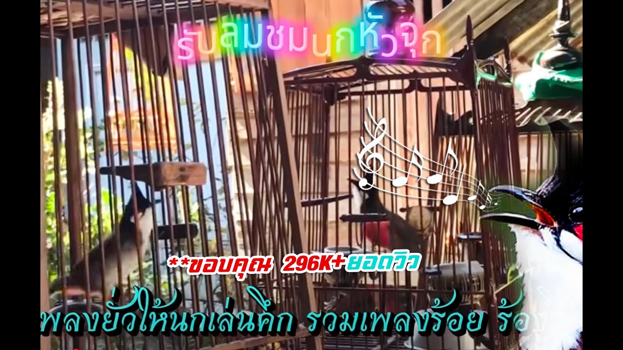 #เสียงนกกรงหัวจุก #เปิดเพลงยั่วให้นกคึก **ขอบคุณ 296K+ยอดวิว #นกนับดอก #birds #รับลมชมนกหัวจุก