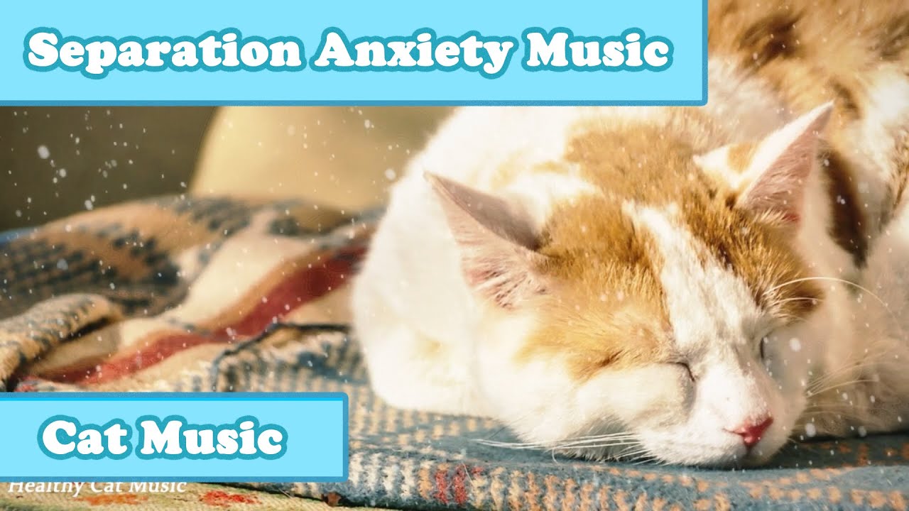 Picture of Relaxing Music for Cats with Anxiety! Deep Soothing Music for Anxious ...