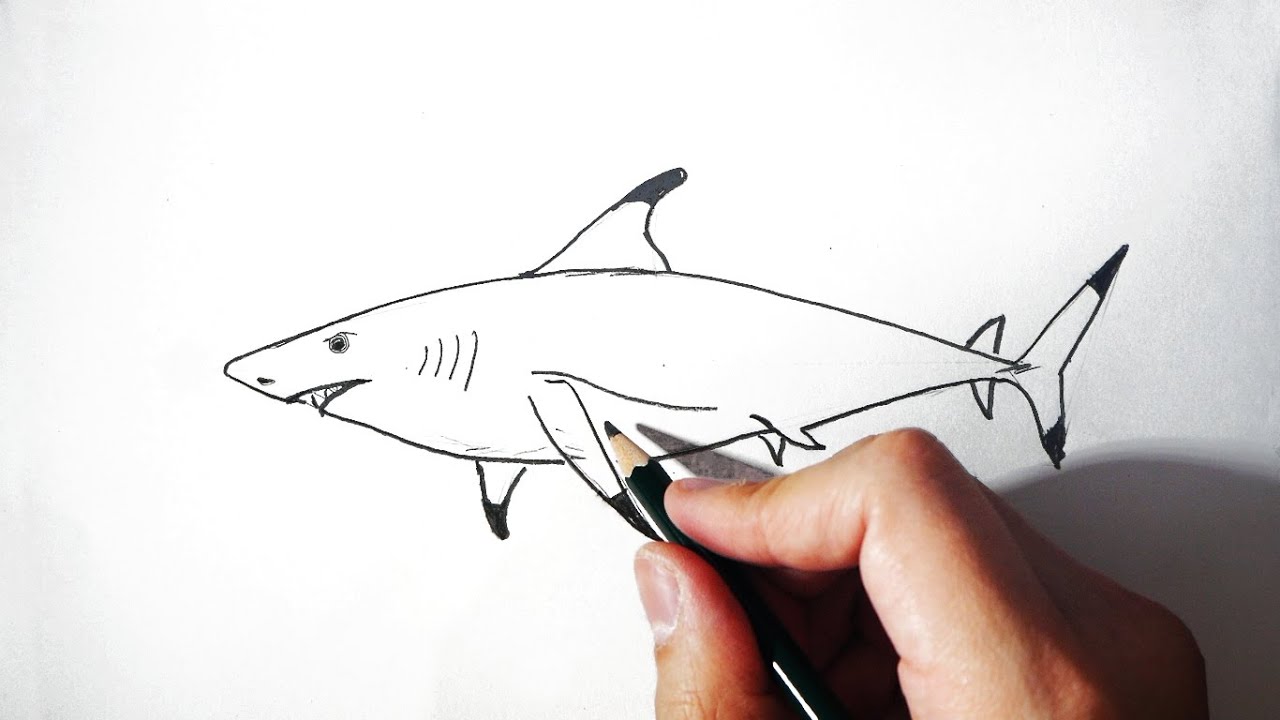 Cómo dibujar un tiburón fácil paso a paso explicado a lápiz - thptnganamst.edu.vn