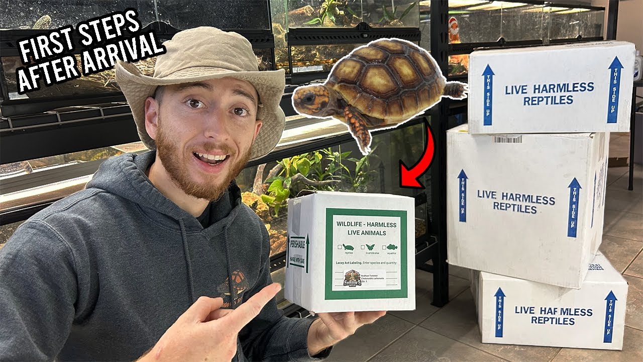 Unboxing a TINY TORTOISE! So cute! Step-by-step guide for