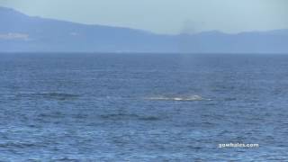 7/21/16 Blue & Fin Whales, Common Dolphins, Sunfish & Shark