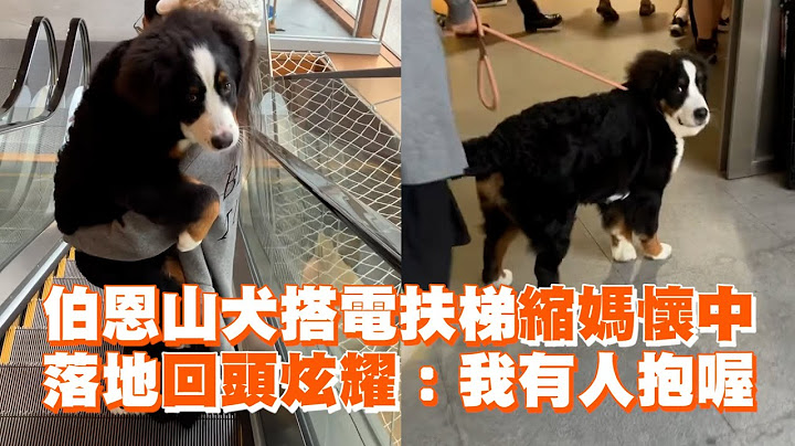 伯恩山犬搭電扶梯縮媽懷中　落地回頭炫耀：我有人抱喔｜精選影片｜寵物