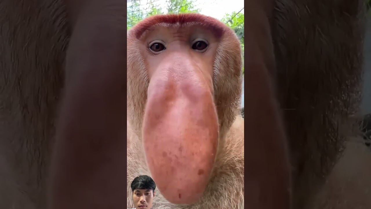 #monkey