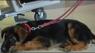 Russian puppy Dobrynya takes flight to Paris to replace dog killed in anti-terror raid(The German Shepherd puppy donated to the French police by Russia's Interior Ministry was brought to Sheremetyevo International Airport in Moscow, Friday ..., 2016-01-09T19:30:00.000Z)