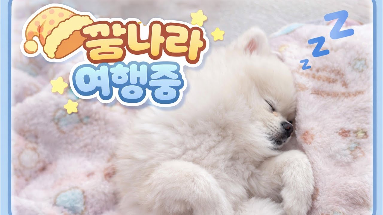 조용히 자는 달콤이와 함께 💤