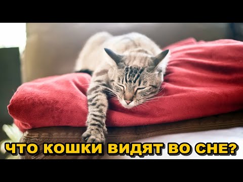 Что Кошки Видят Во Сне? Опыты и Исследования Ученых