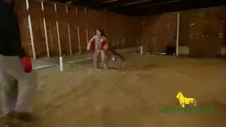 Diva | Send it | Grassroots K9