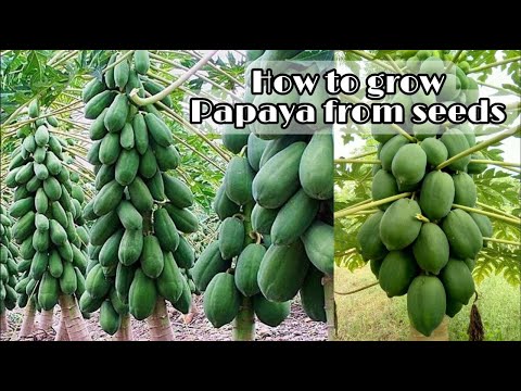 Seeds to Harvest / How to grow papaya from seeds / Easy to get more fruits for beginner by NY SOKHOM