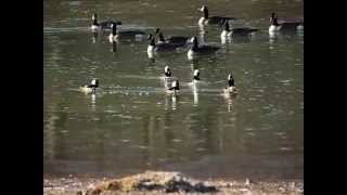 Hooded Merganser Courtship, Display