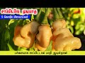 சாப்பிடவே கூடாத 5 மோசமான கார மிளகாய்கள் | HOTTEST CHILLIES