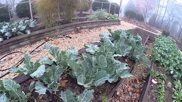 Are broccoli leaves toxic?