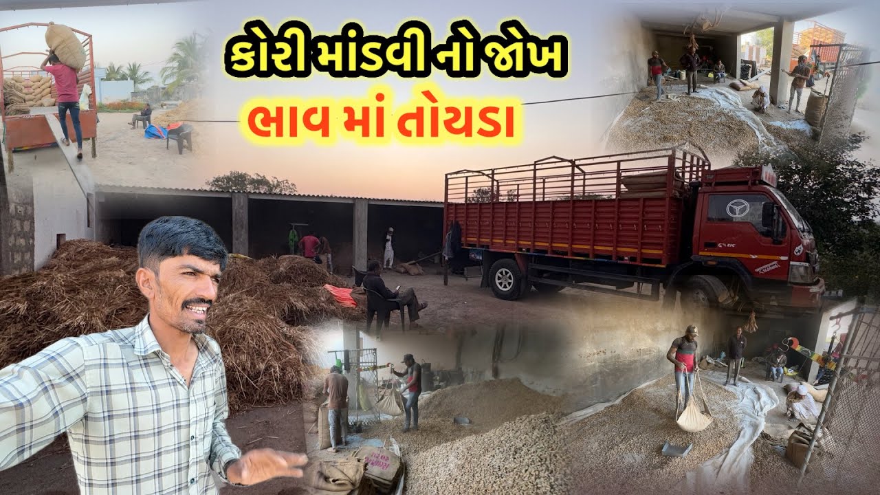 માંડવી નો જોખ ભાવ માં તોયડા 